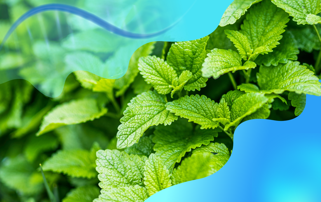 How Lemon Balm Supports Microbiome Health and Whole-Body Wellness